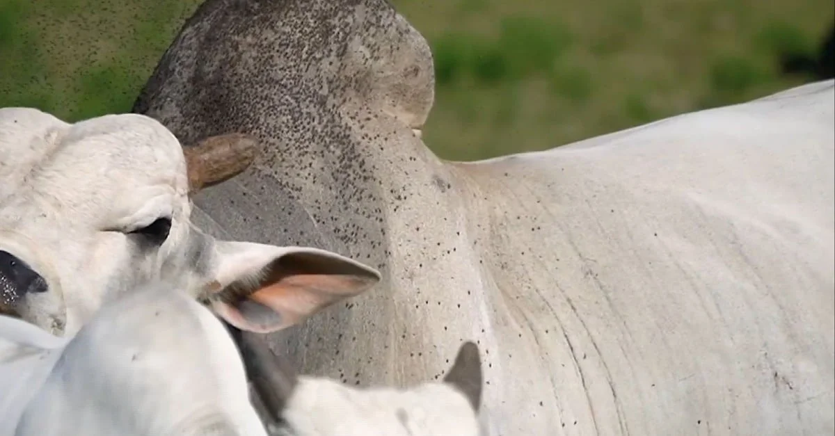 Margarina como repelente de insetos no gado? Mito ou realidade?