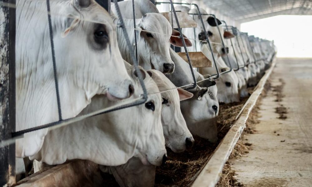Mato Grosso: Líder na pecuária, abate de bovinos aumenta 14,4%