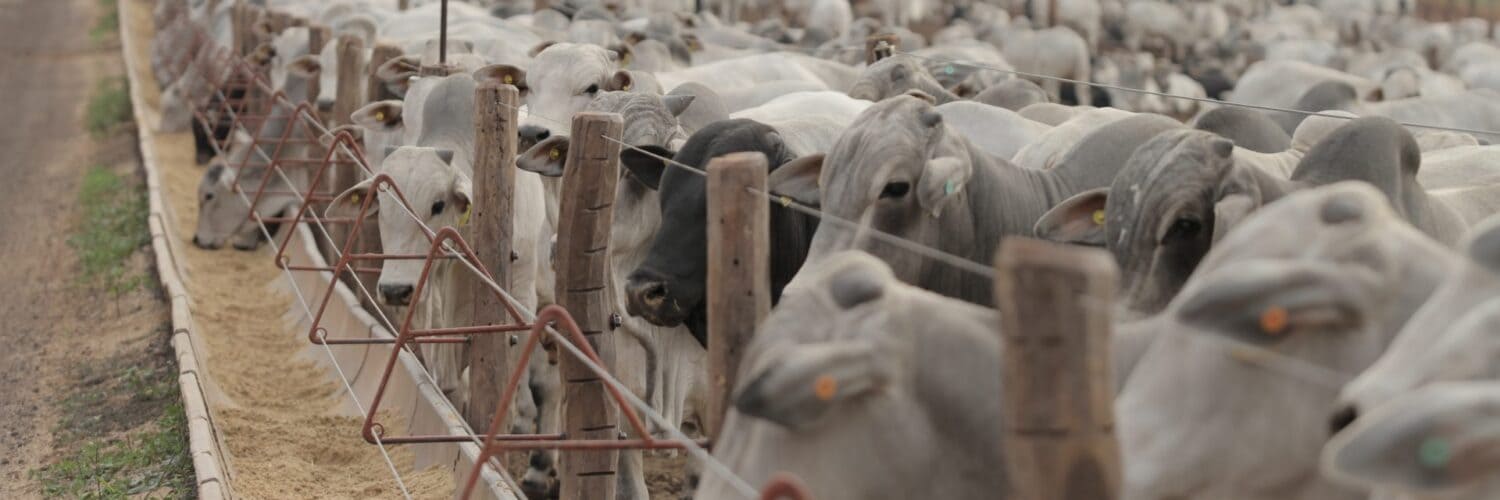 Maximize sua margem de lucro!