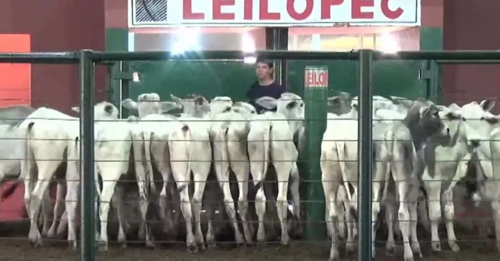 "Média de R$1.968/cabeça em Uberaba: confira os números" - Portal DBO 27 média de R$ 1.968/cabeça em Uberaba; veja médias • Portal DBO