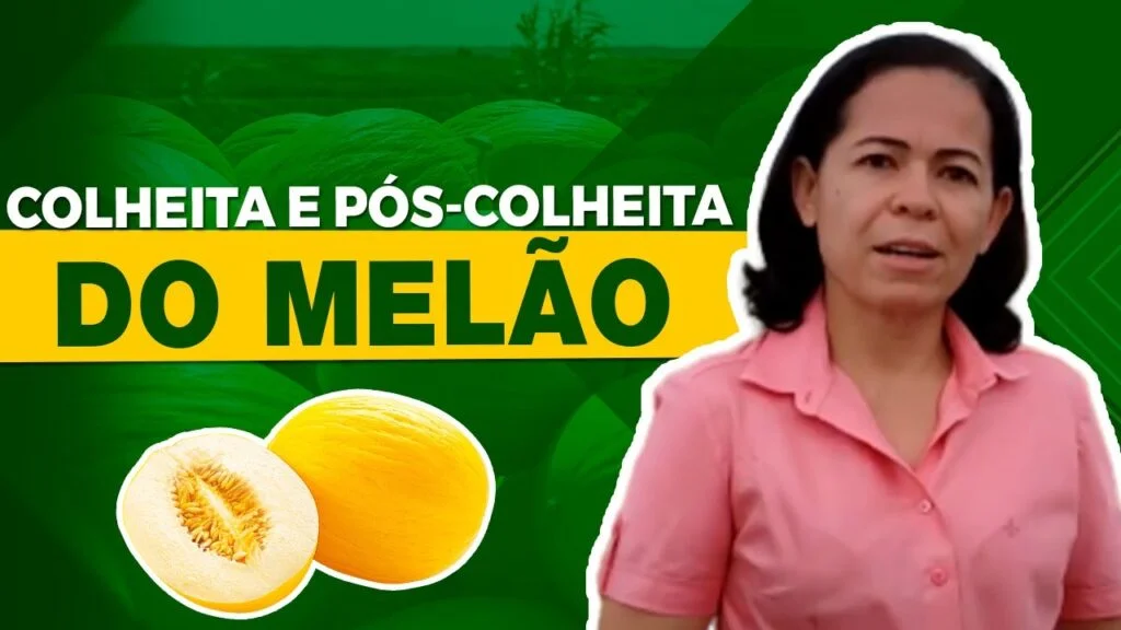 Melão: Colheita e Pós-Colheita com Maria Auxiliadora 1 melao colheita e pos colheita com maria auxiliadora