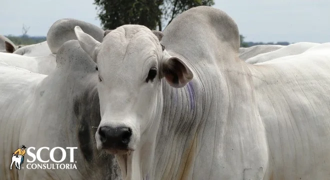 Mercado bovino em alta SP 11 mercado bovino em alta sp