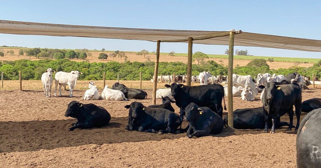 Negócios em marcha lenta no mercado do boi gordo, informam consultorias • Portal DBO