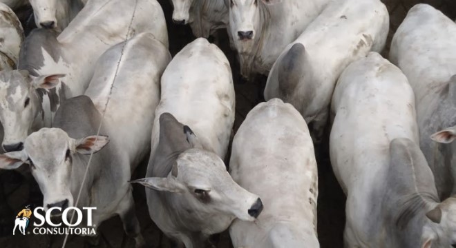 mercado do boi gordo em transformacao