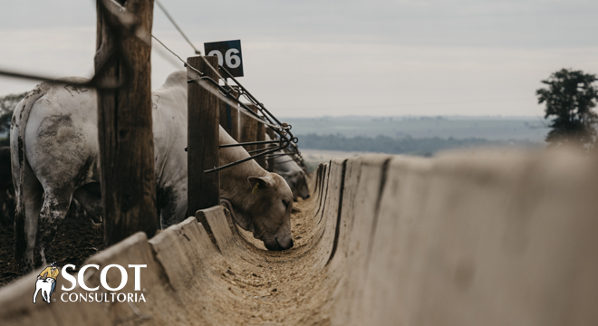Mercado do Boi Gordo estável em SP – surpreendente!
