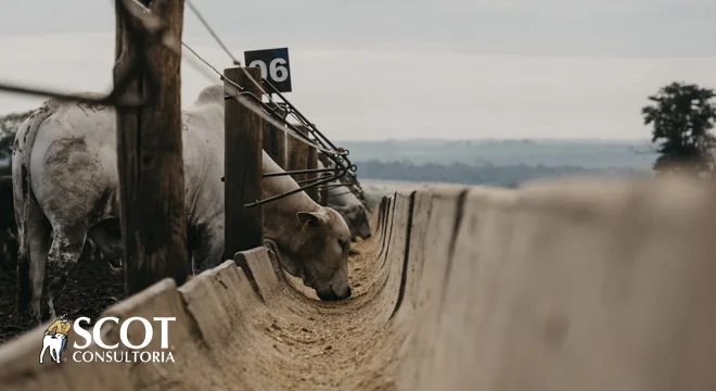 Mercado do Boi Gordo estável em SP - surpreendente! 5 mercado do boi gordo estavel em sp surpreendente