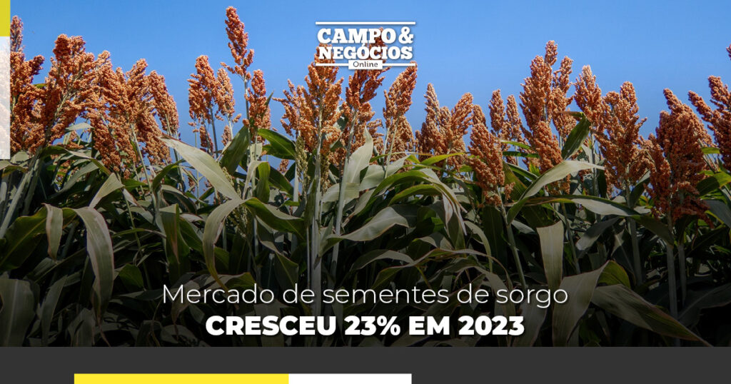Mercado de sementes de sorgo cresceu 23% em 2023
