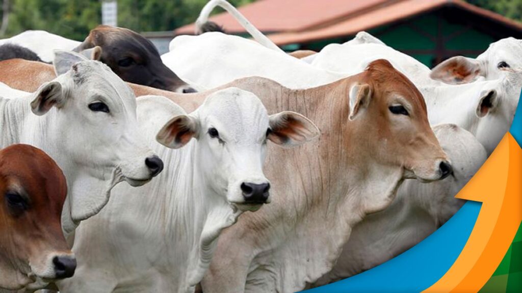 Mês de consumo lento, mercado do boi sustentado! 1 Apesar de ser um mês de consumo mais lento, o mercado do boi passou o período relativamente sustentado, aponta analista