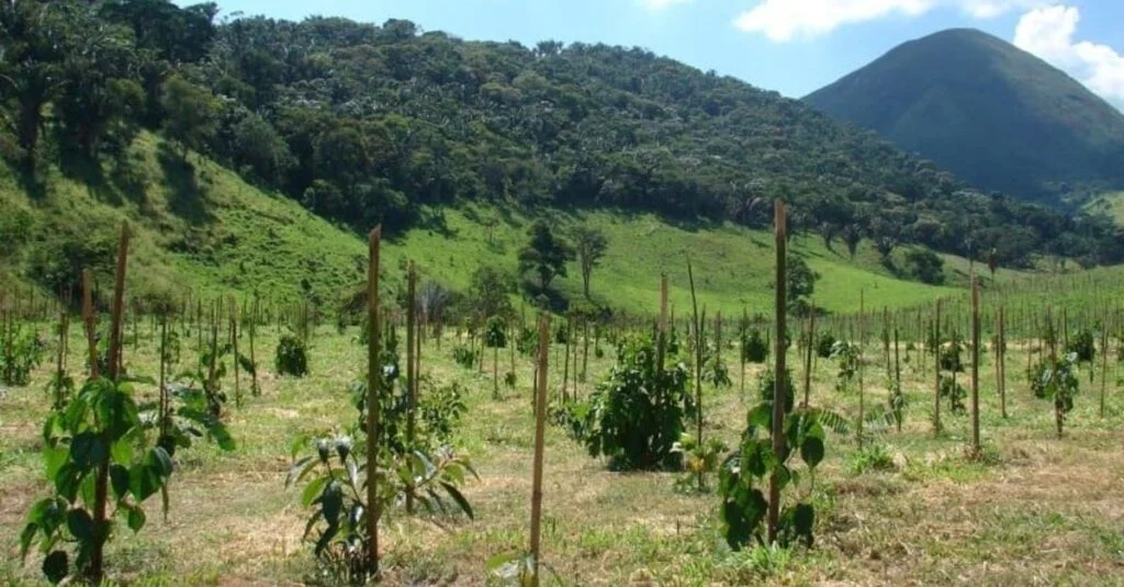 Nova metodologia projeta crescimento de árvores nativas, elevando rentabilidade de restauração florestal