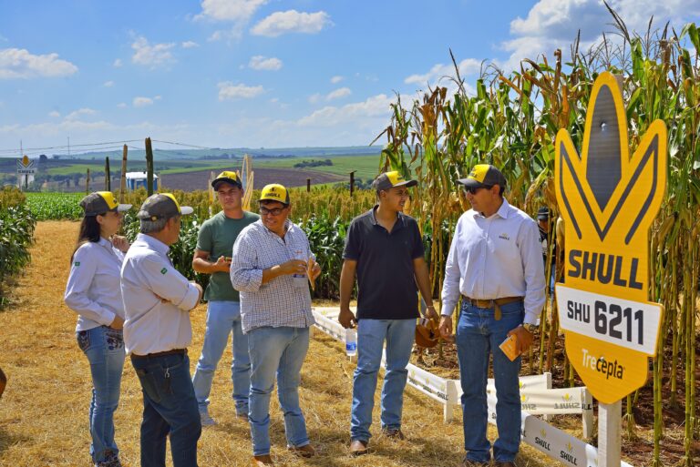 Protagonista na safrinha em Rondônia, milho vai disputar espaço com sorgo e brachiária em 2024