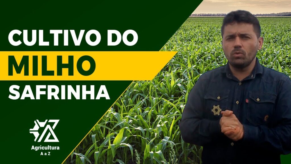 milho safrinha segredos com emerson trogello