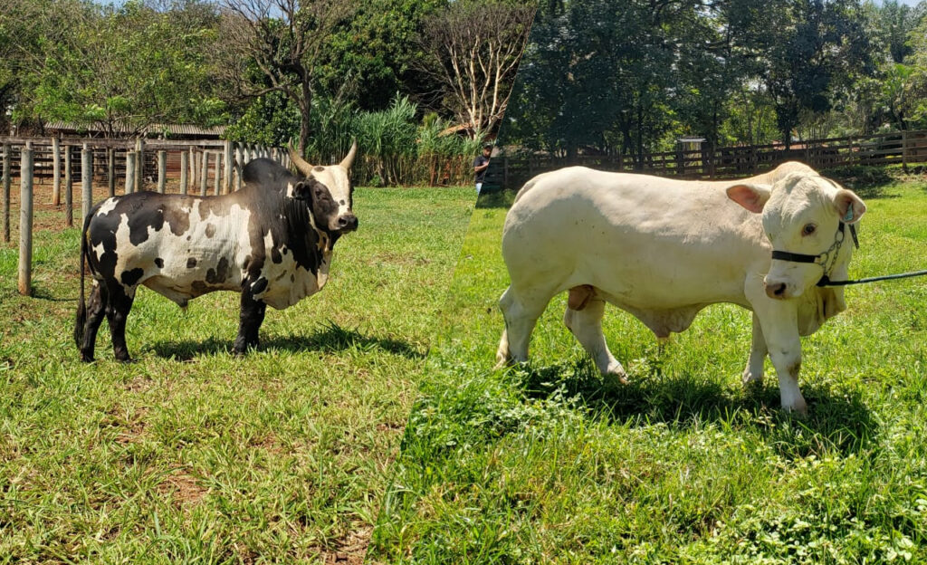 Criador focado em mini bovinos faz sucesso com touros Charuto e Valete — CompreRural