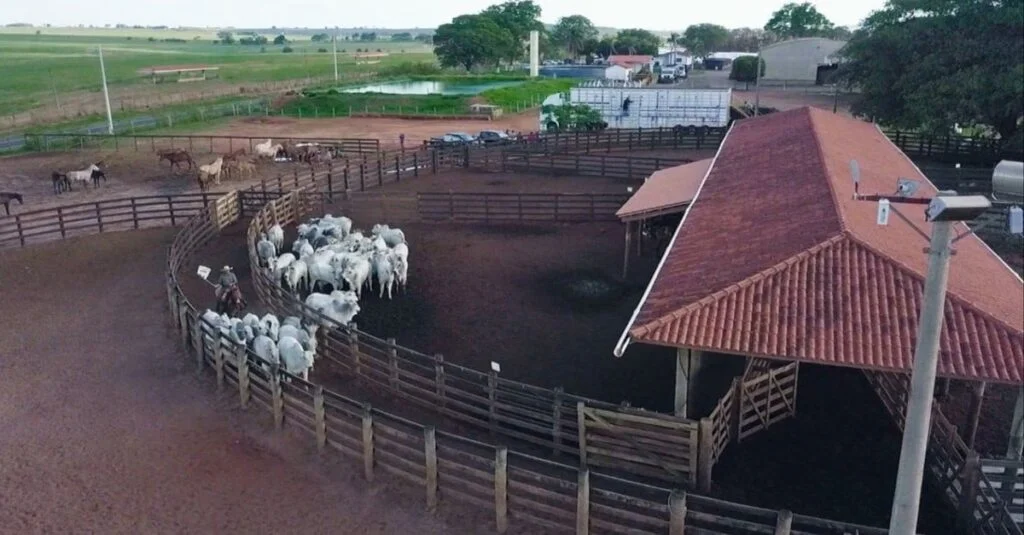 Minimize perdas no curral: evite prejuízos 14 Evite prejuízos: descubra como minimizar as perdas financeiras no curral