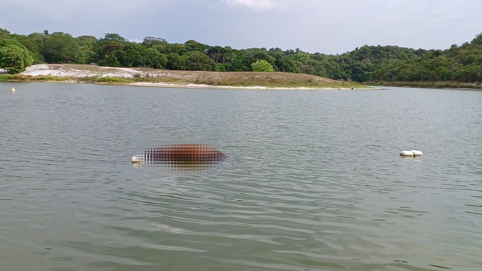 Cavalo é encontrado morto na Lagoa do Abaeté