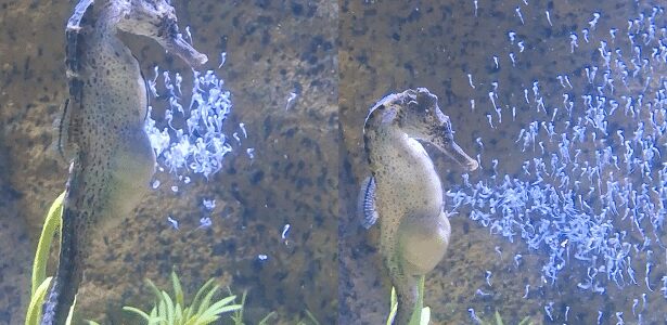 Mistério na reprodução dos cavalos-marinhos
