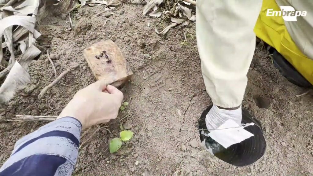 monitoramento da broca do rizoma ou moleque da bananeira armadilha de feromonio sintetico tipo poco