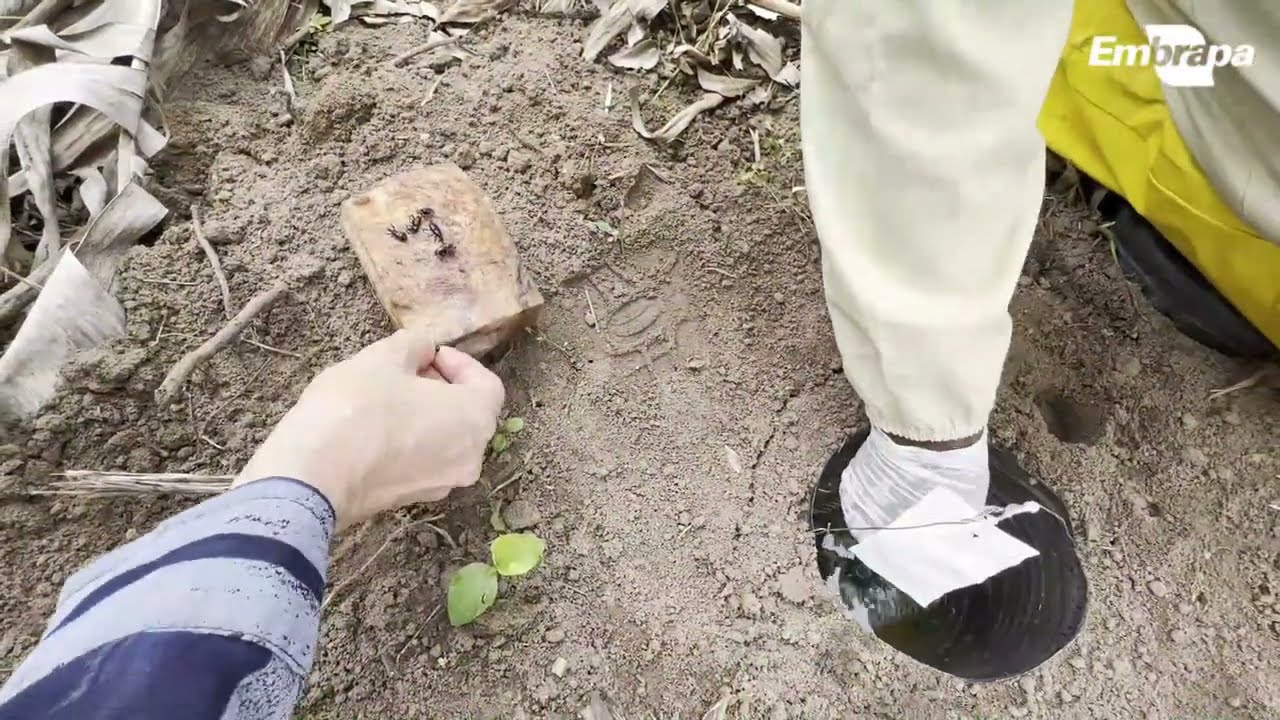 monitoramento da broca do rizoma ou moleque da bananeira armadilha de feromonio sintetico tipo poco