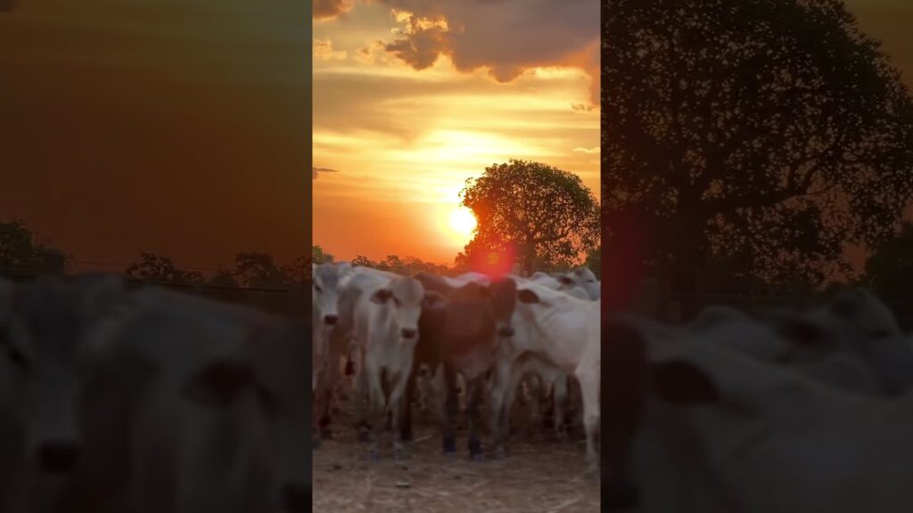 Negócio Lucrativo: Pecuária Bem-Sucedida 14 negocio lucrativo pecuaria bem sucedida
