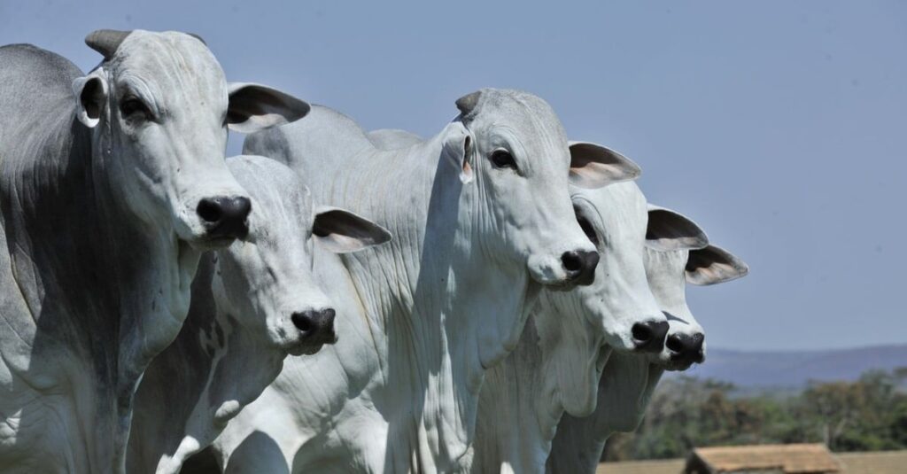 Nelore: o futuro da raça mãe 57 Nelore: saiba o que o futuro reserva para a “raça mãe” da pecuária brasileira