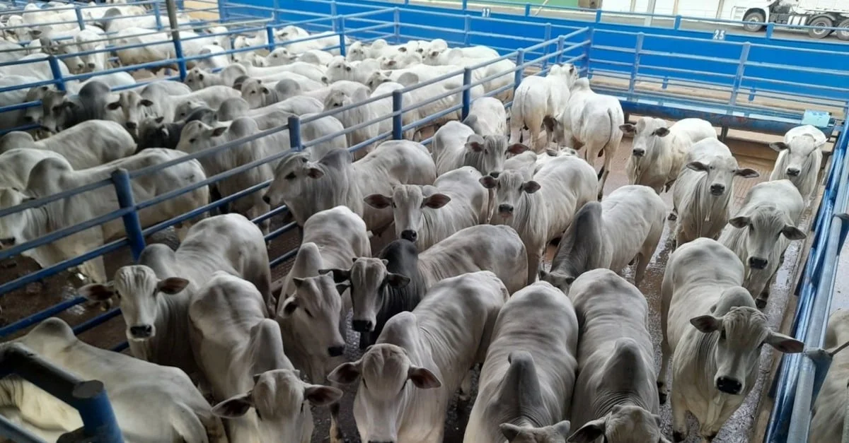 Nelore que empoça água no lombo com 22@ em SP! 1 Garrotada Nelore que empoça água no lombo chega a quase 22@ em SP