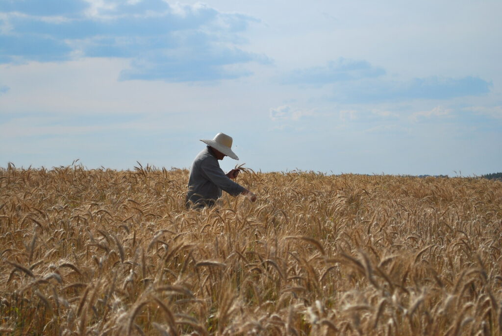 Zoneamento Agrícola de Riscos Climático para cereais de inverno foi atualizado