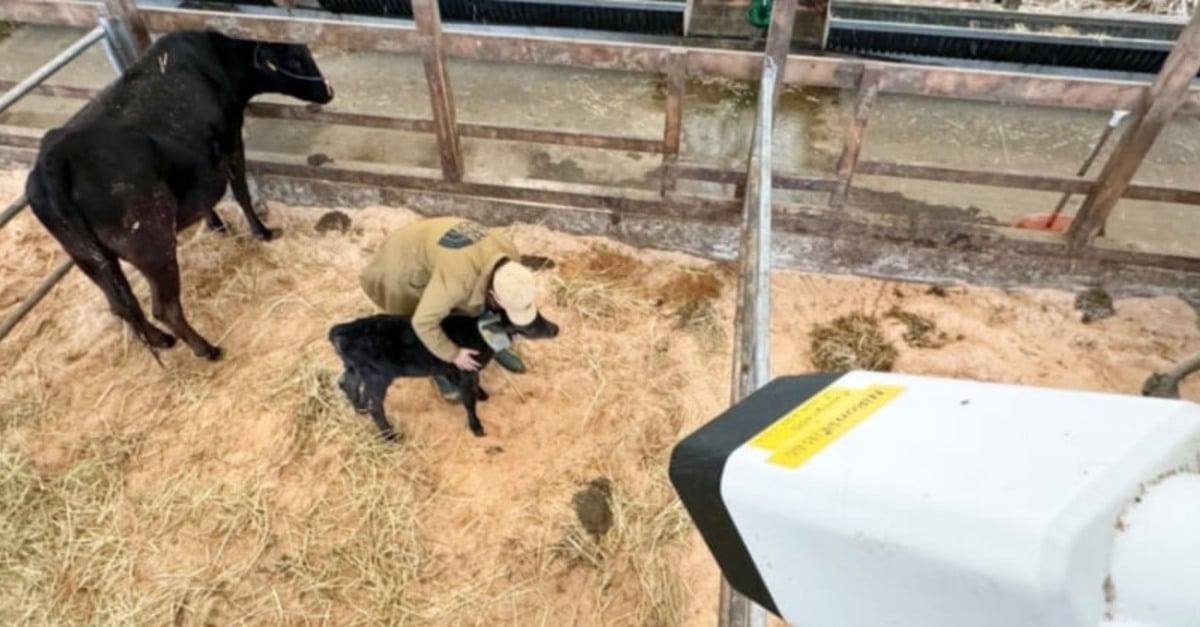 Nikon lança sistema de IA que prevê parto de vacas