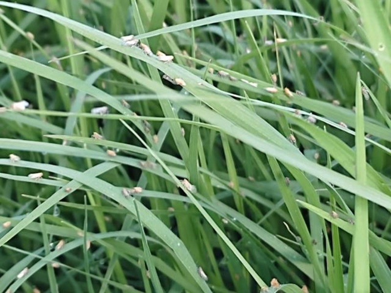 Pecuária: Nova praga ameaça pastagens de Grama-Bermuda