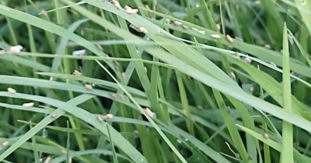 nova praga de pastagens é identificada