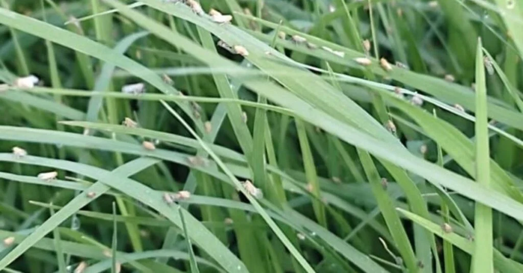 Nova praga de pastagens descoberta! 12 nova praga de pastagens é identificada