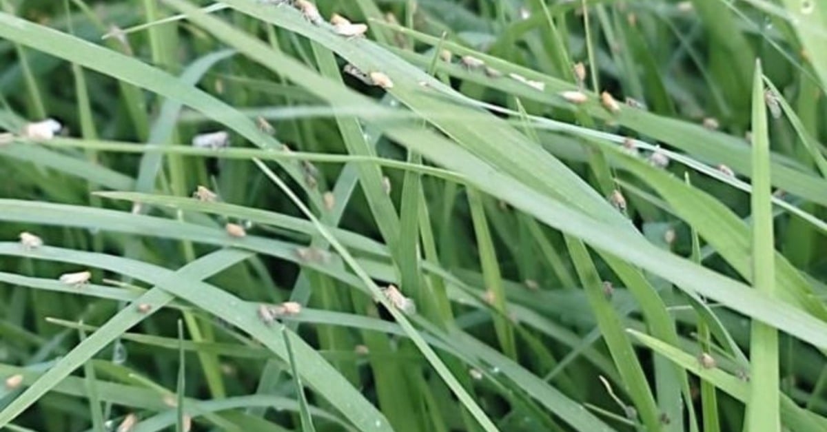 nova praga de pastagens é identificada