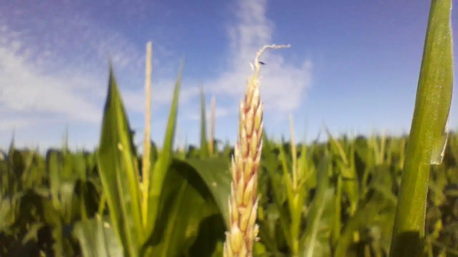 Nova safra de milho em Ijuí: começou a silagem!