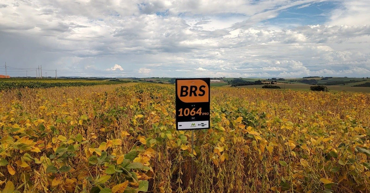 Novas cultivares de soja – alta produtividade!