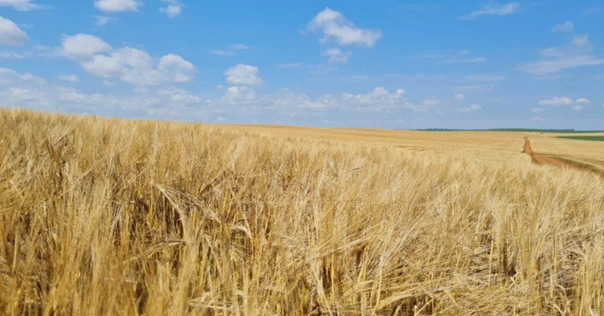 Portarias de 393 a 449 Aprovam Zarc para Cereais de Inverno na Safra 2023/2024