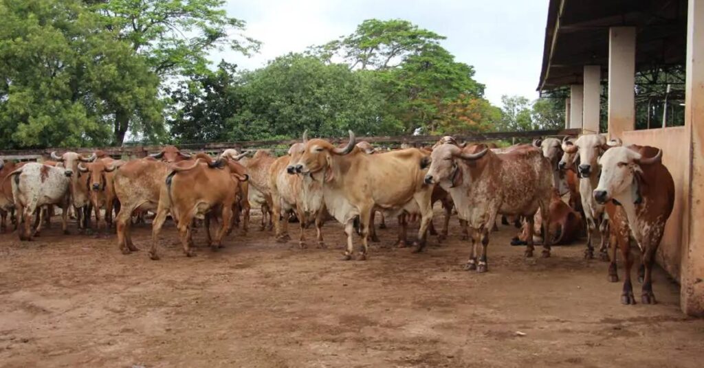 Novas tecnologias na bovinocultura! 4 Cochos automatizados vão ajudar nas pesquisas da EPAMIG em bovinocultura • Portal DBO