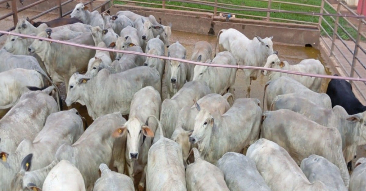 Novilhada Nelore precoce surpreende em MS!