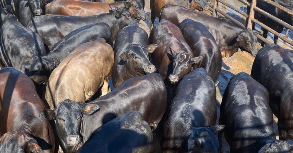 Novilhada top de 18 meses brilha no curral com 16,2@ em Minas! 🐮✨ 4 Novilhada top de 18 meses chega a brilhar no curral com 16,2@ em Minas