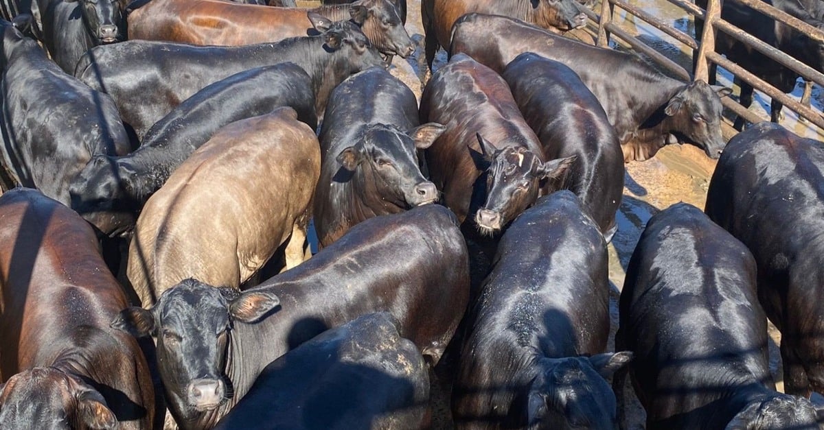 Novilhada top de 18 meses brilha no curral com 16,2@ em Minas! 🐮✨