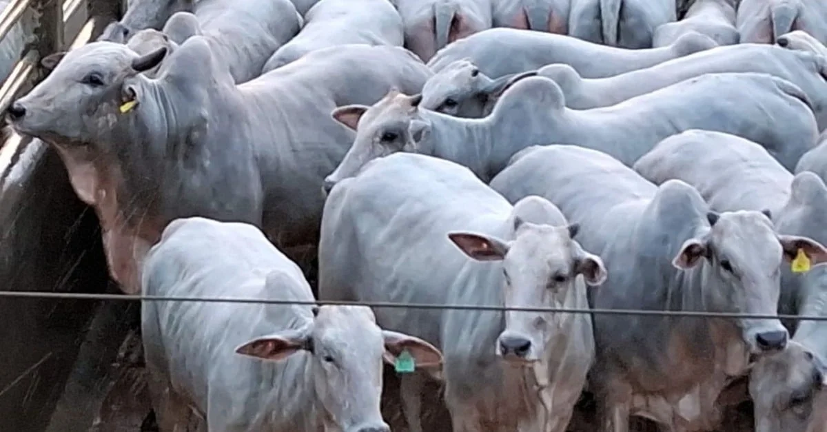 Novilhas genéticas top no curral de abate! 33 Novilhas de padrão genético top são destaque no curral de abate no interior da Bahia