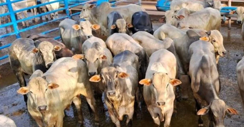 Novilhos alimentados a pasto alcançam 19,2@ 20 Novilhos recriados a pasto e terminados no cocho chegam a média de 19,2@ em MS