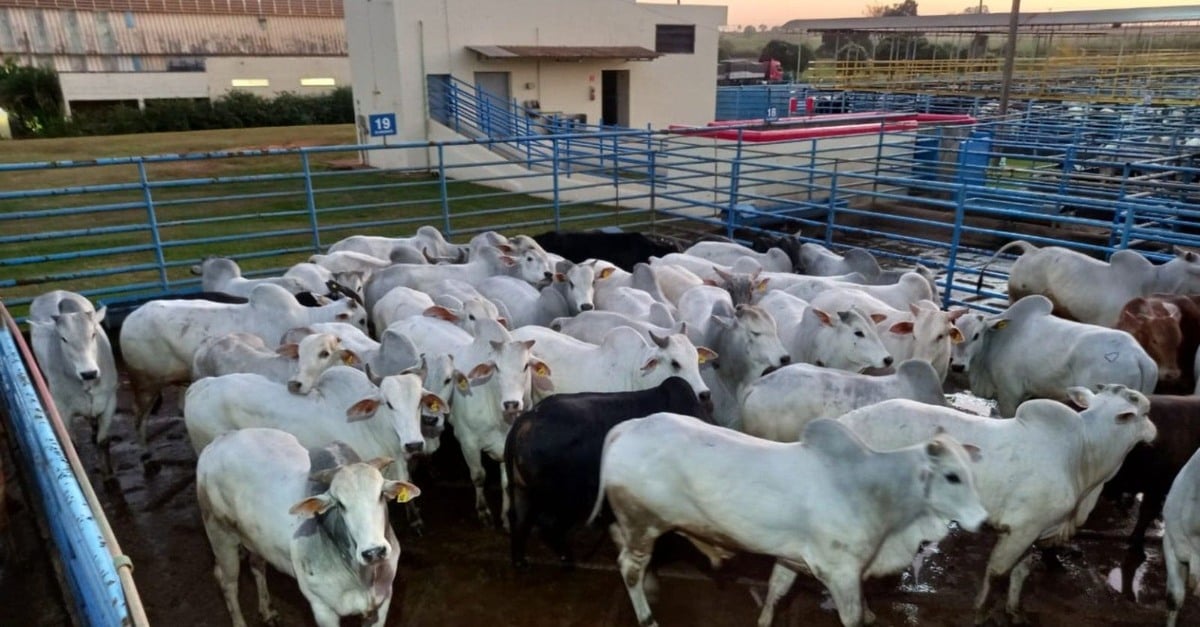“Tudo batoquinha!” Novilhos de até dois dentes surpreendem com quase 20@ em MS