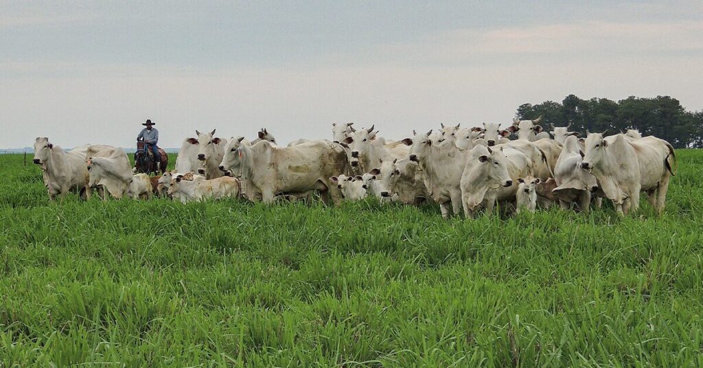 Projeto insere o pastoreio racional como objetivo da política agrícola brasileira • Portal DBO