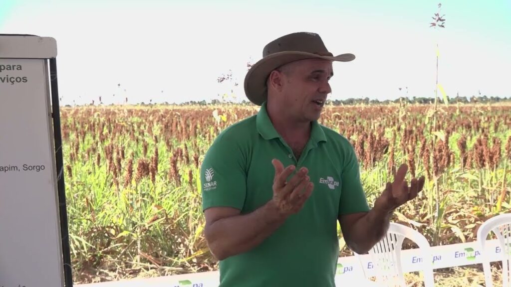 novos consorcios promissores para safrinha na ilp com foco nos servicos ecossistemicos