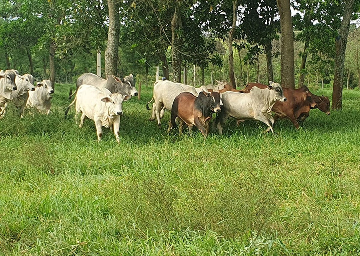 Novos protocolos reduzem metano em bovinos