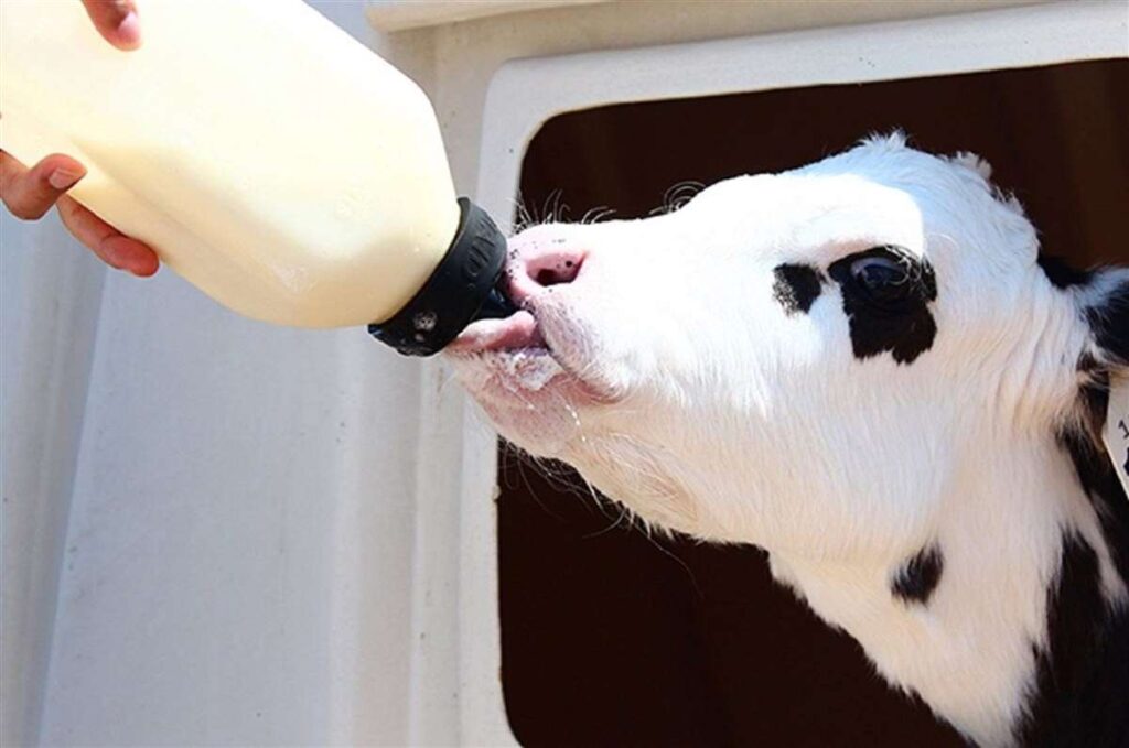 nutricao para colostro ideal 1