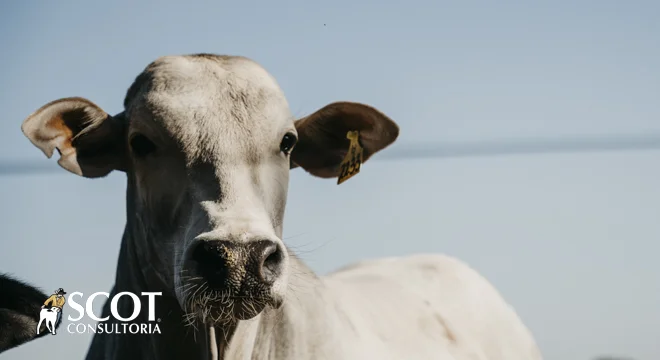 O mercado do boi em São Paulo está estável? 2 o mercado do boi em sao paulo esta estavel