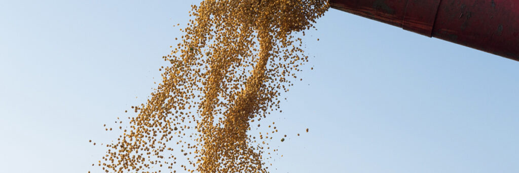 O mito da soja: culpada pelo desmatamento, mas na verdade destinada à pecuária 2 A mentira da soja: o principal agente do desmatamento não é cultivado para humanos, mas para a pecuária - Instituto Humanitas Unisinos