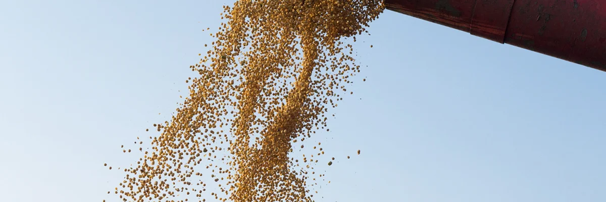 O mito da soja: culpada pelo desmatamento, mas na verdade destinada à pecuária