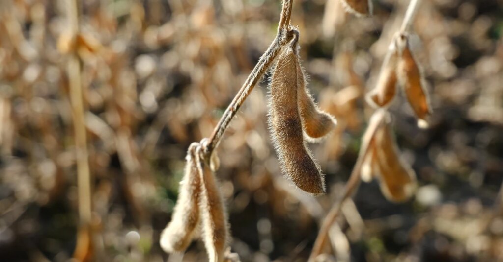 Região do Ivaiporã-PR tem 1% da área de soja colhida