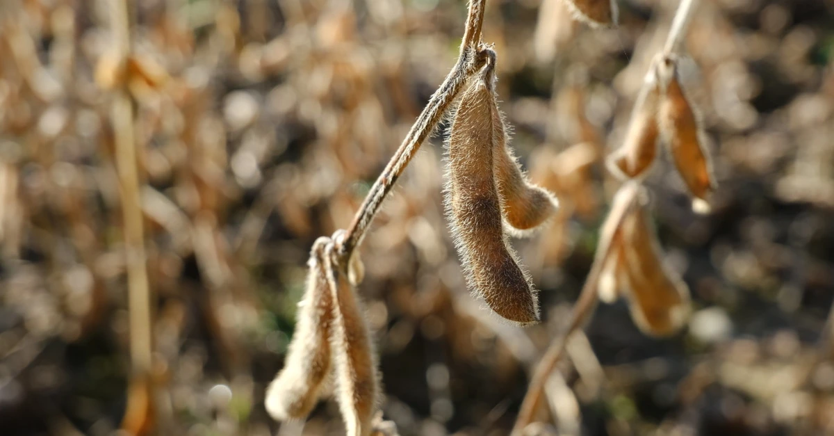 O que mais há escondido no Ivaiporã-PR? 13 Região do Ivaiporã-PR tem 1% da área de soja colhida