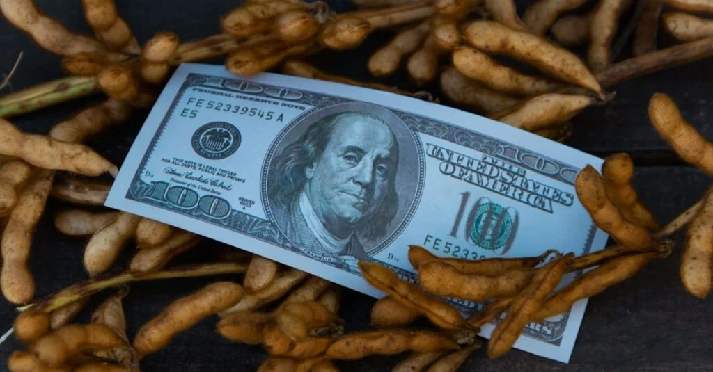 Ofertas irresistíveis, desempenho questionável. Soja em destaque. 7 Preços melhores, mas prêmios em declínio. Veja o comportamento da soja na semana